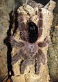 Avicularia-huriana-adulte-female.jpg