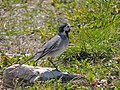 Motacilla alba (17988280284).jpg
