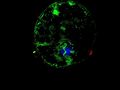 File:Uncultivated-Microbial-Eukaryotic-Diversity-A-Method-to-Link-ssu-rRNA-Gene-Sequences-with-Morphology-pone.0028158.s003.ogv