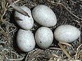 Motacilla flava eggs.JPG