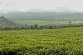 Tole tea plantation.jpg