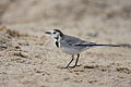 Motacilla alba(Gollibolli)2.JPG