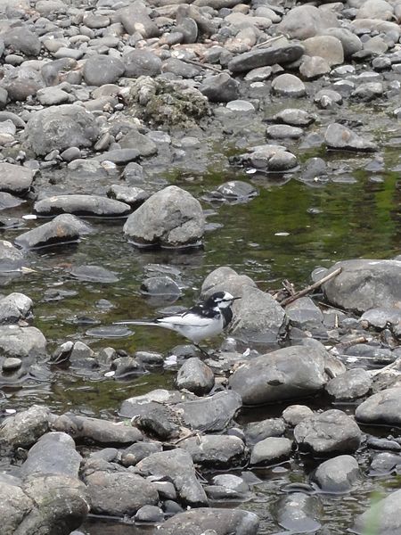 File:ハクセキレイ(白鶺鴒)(Motacilla alba lugens)-02 (6966175090).jpg