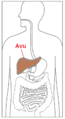 Avu.png