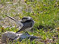 Motacilla alba (18423264440).jpg